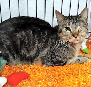 Photo of Minino