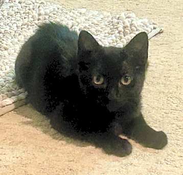 Photo of Elektra