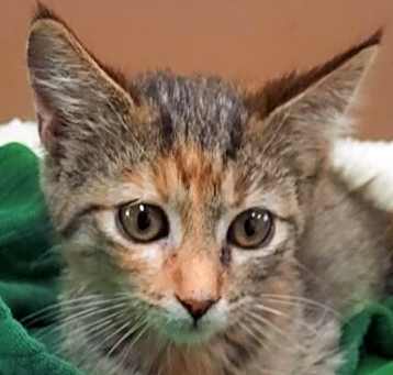 Photo of Tiggy