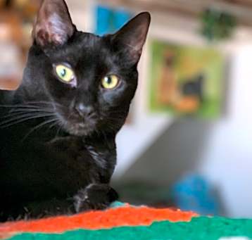 Photo of Boo