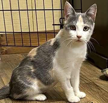 Photo of Patches