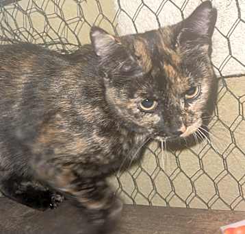 Photo of Brownie