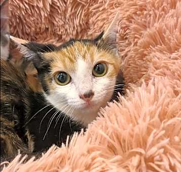 Photo of Szechuan