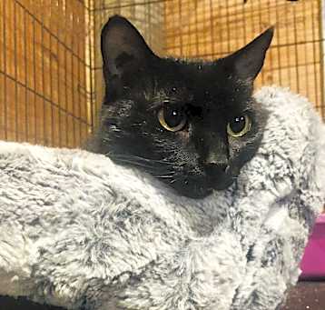 Photo of Tiki