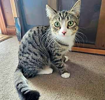 Photo of C267 Litter Farrah