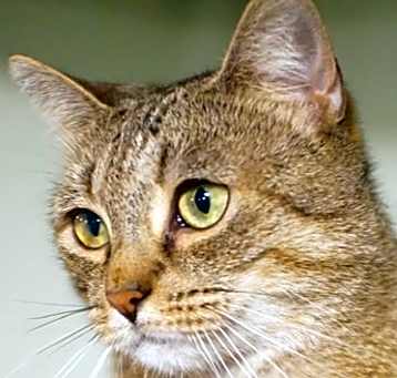 Photo of Sarabi