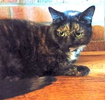 Photo of Moxie