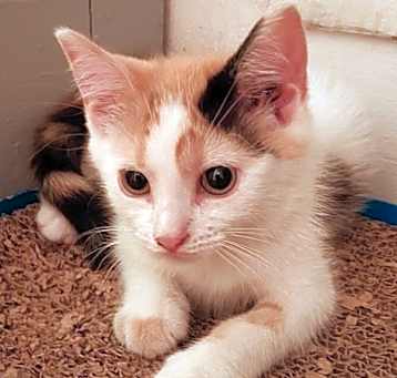 Photo of Marigold