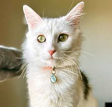 Photo of Cleo