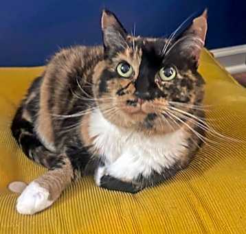 Photo of Nibs