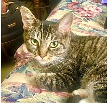 Photo of Chatty Cathy