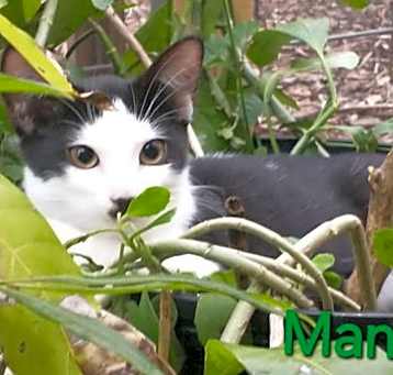 Photo of Mango