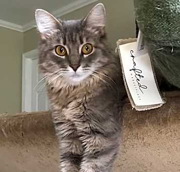 Photo of Kiki