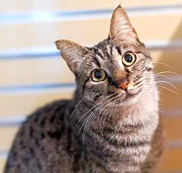 Photo of Goji (bonded with Huckleberry)