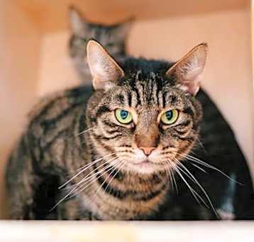 Photo of Huckleberry (bonded with Goji)