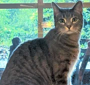 Photo of Silver