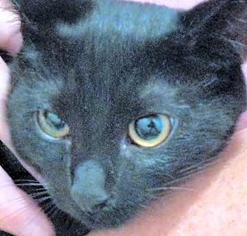 Photo of Midnight
