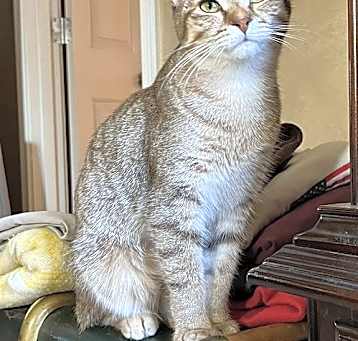 Photo of KITTEN SWEET SUMMER