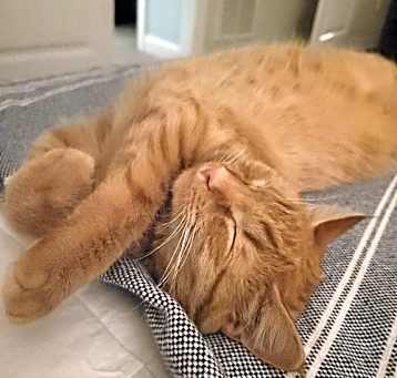 Photo of Pumpkin
