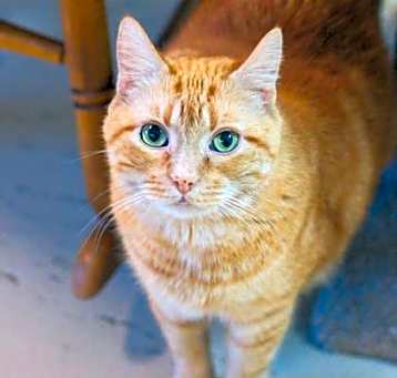 Photo of Cyrus