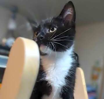Photo of Odin