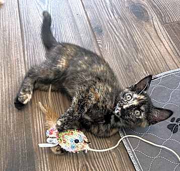 Photo of Marbles- (Carol)