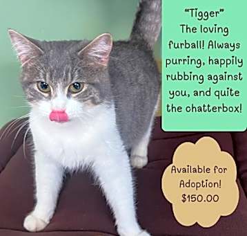 Photo of Tigger