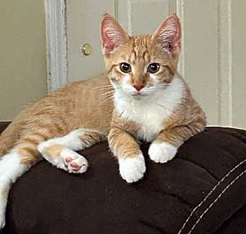 Photo of Cheyenne