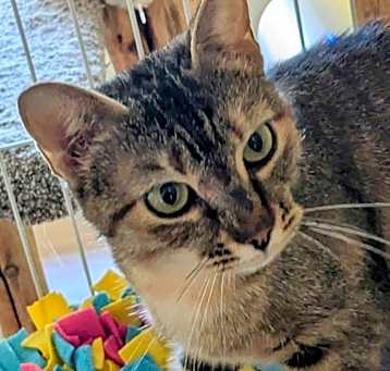 Photo of Kitty Kat