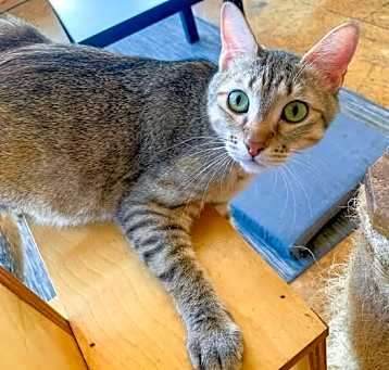 Photo of Mishka