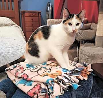 Photo of Callie