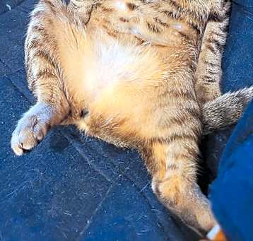 Photo of Macha