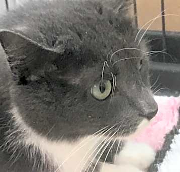 Photo of “Heather and Orca” Bonded senior sisters