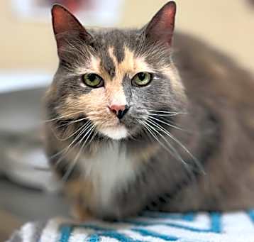 Photo of Cali