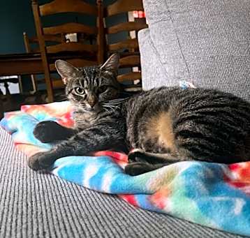 Photo of Mia (bob tail)
