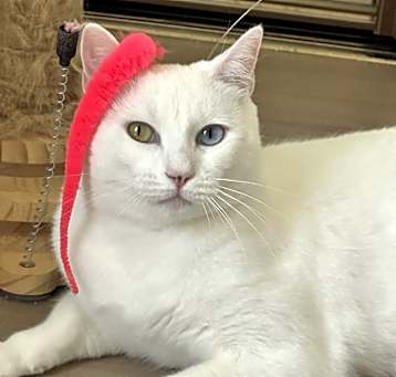 Photo of Lily