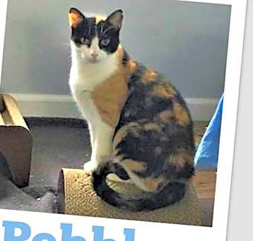 Photo of Pebbles