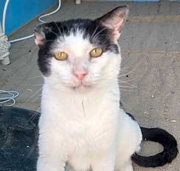 Photo of Stanley **FIV +**