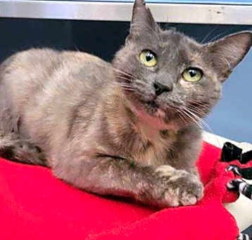 Photo of Mulan ***FIV+
