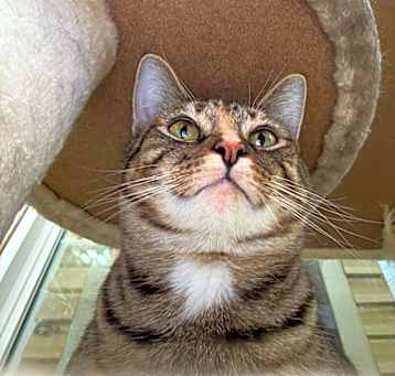 Photo of Parmesan