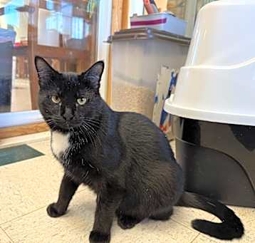 Photo of Pepper Jack