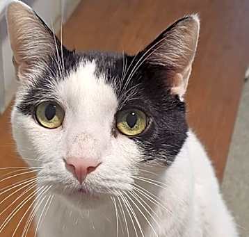 Photo of Spots