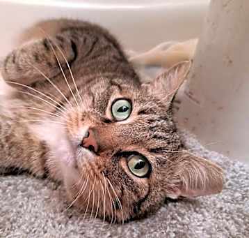 Photo of BB "Baby"