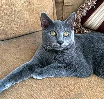 Photo of PATTY-shy/need cat companion