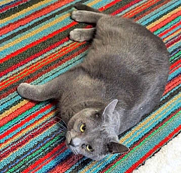 Photo of Smokey