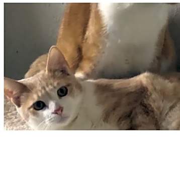 Photo of Gabriel - Courtesy Post