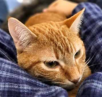 Photo of Nacho