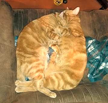 Photo of Reddington aka Redd