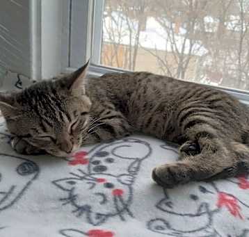 Photo of Kringle