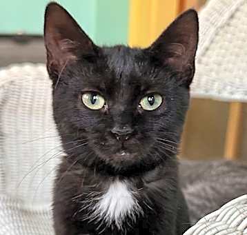 Photo of Raven